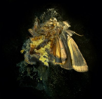 Insektizid 12, 2006 von Mat Collishaw