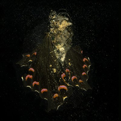 Insektizid 28, 2011 von Mat Collishaw