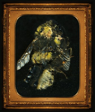 Insektizid 2 von Mat Collishaw