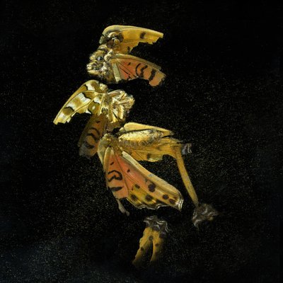 Insektizid 35, 2011 von Mat Collishaw