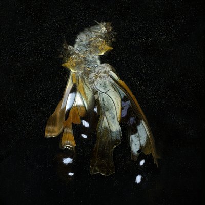 Insektizid 38 von Mat Collishaw