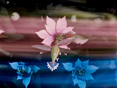 Die Zentrifugalseele, 2016 von Mat Collishaw