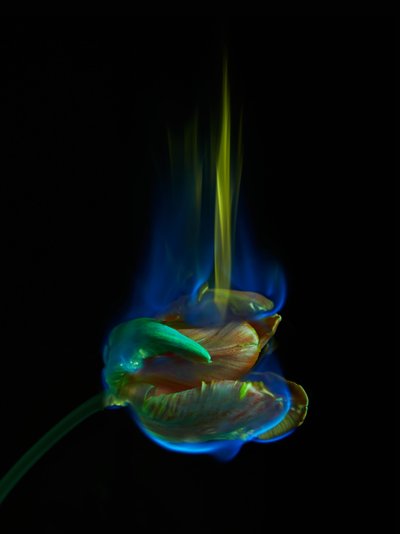 Die vergiftete Seite, 2013 von Mat Collishaw
