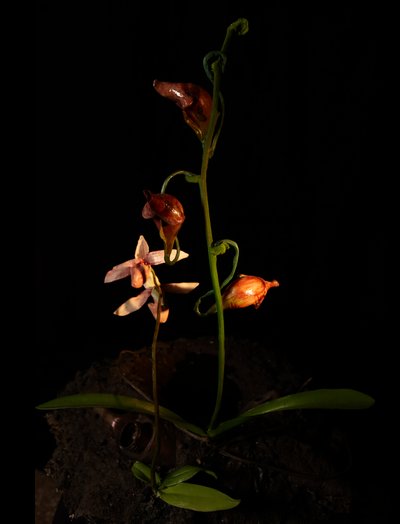 Venale Muse, Lafage, 2012 von Mat Collishaw
