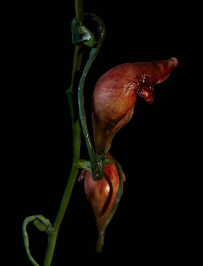 Venale Muse, Lafage von Mat Collishaw
