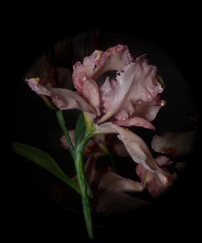 Venale Muse, Viridor, 2012 von Mat Collishaw