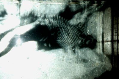 Wurmfarm, 2009 von Mat Collishaw