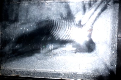 Wurmfarm, 2009 von Mat Collishaw