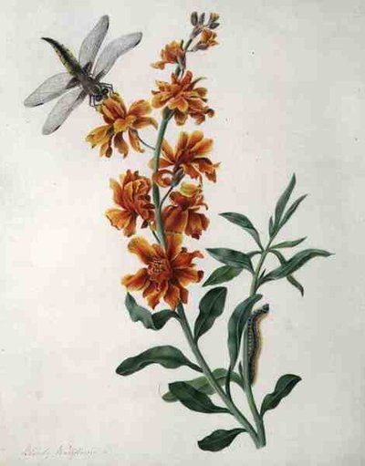 Erysium Cheiri mit Libelle und Raupe von Matilda Conyers