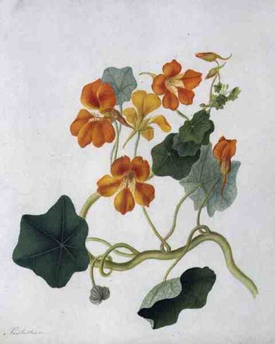 Tropaeolum von Matilda Conyers