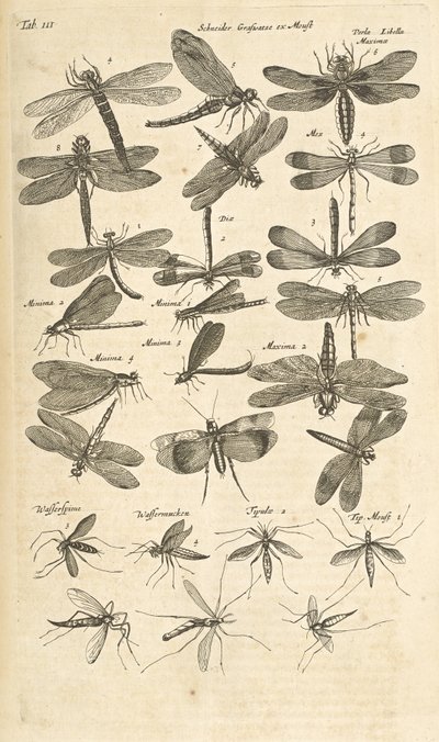 Tab III, Libellen, Illustration aus 
