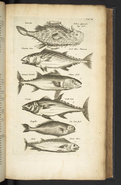 Tafel III, Thunfische, Illustration aus 