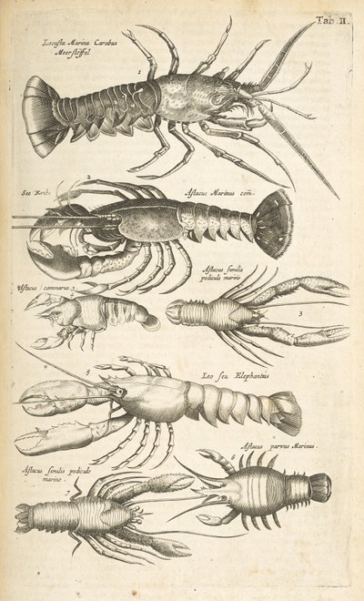 Tab II, Hummer, Illustration aus 