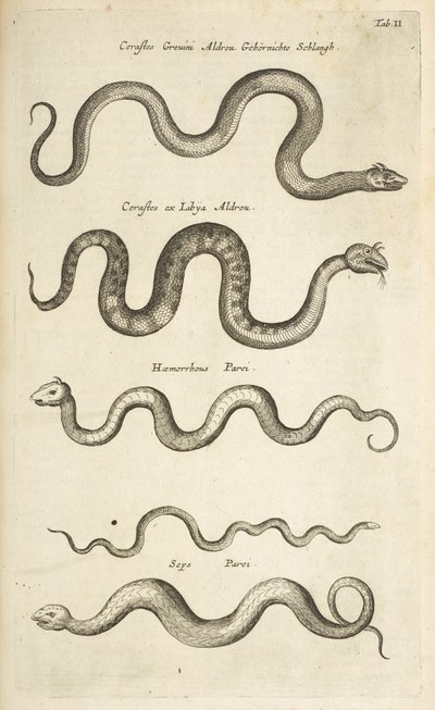 Tafel II, Schlangen, Illustration aus 