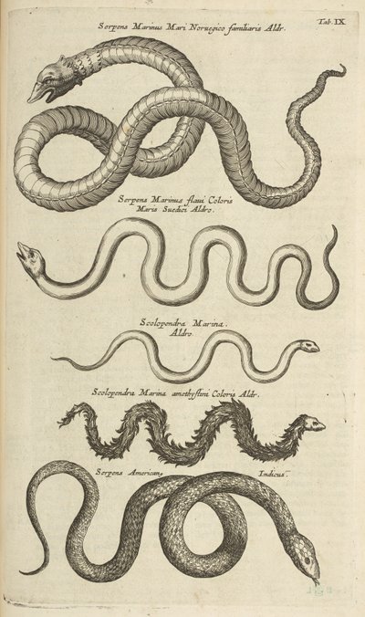 Tafel IX, Seeschlangen, Illustration aus 