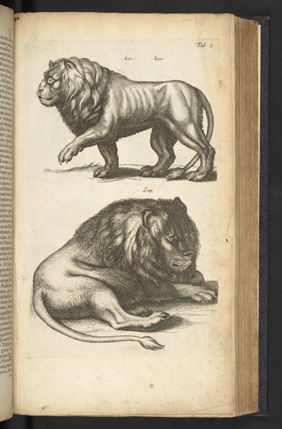 Tab L, Löwen, Illustration aus 