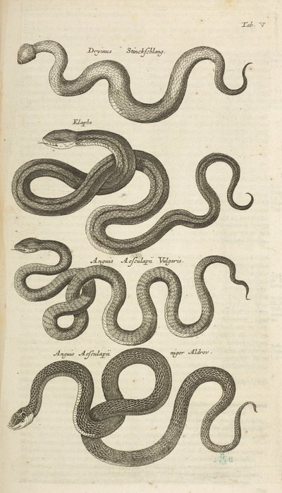 Tafel V, Schlangen, Illustration aus 