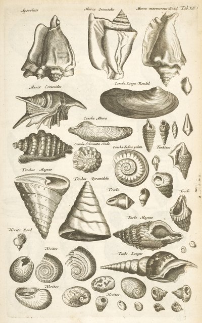 Tafel XI, Verschiedene Muscheln, Illustration aus 
