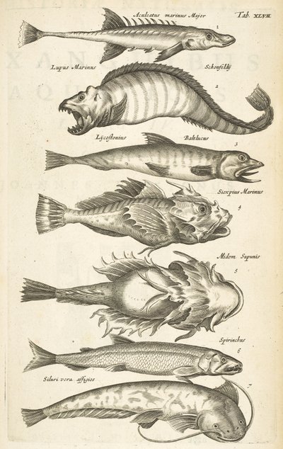 Tafel XLVII, Fischarten, Illustration aus 