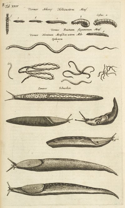 Tafel XXIV, Schnecken und Würmer, Illustration aus 
