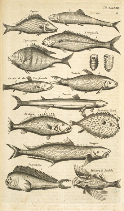 Tafel XXXIII, Stachelige Fische, Illustration aus 