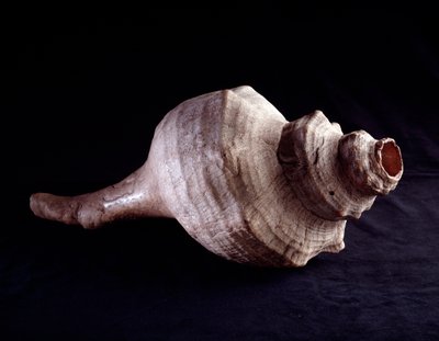 Meeresschnecke als Musikinstrument (Trompete). Von Uaxactun, Guatemala. Guatemala, Museo Nazionale di Archeologia e Etnologia von Mayan Mayan