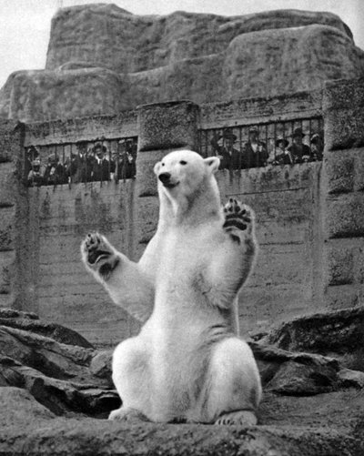 Eisbär auf der Mappin-Terrasse im Londoner Zoo, 1926-1927 von McLeish