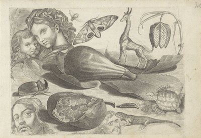 Studieblatt mit Zeichenbeispielen: Köpfe, Tiere und Früchte von Michael Snijders