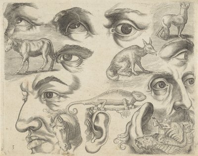 Studienblatt mit Zeichenbeispielen: Augen, Köpfe und Tiere (Serie) von Michael Snijders