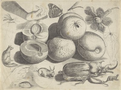 Studienblatt mit Zeichenbeispielen: Früchte, Tiere, Insekten und Hände von Michael Snijders