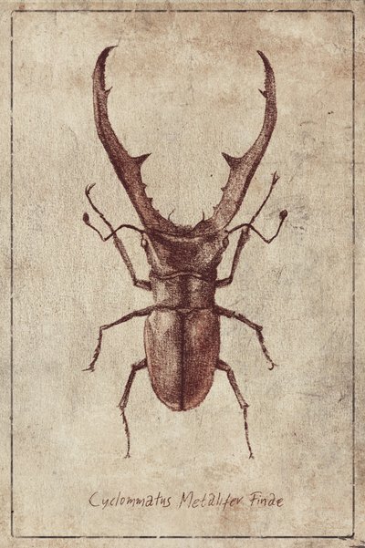 Antike Käferillustration von Mike Koubou