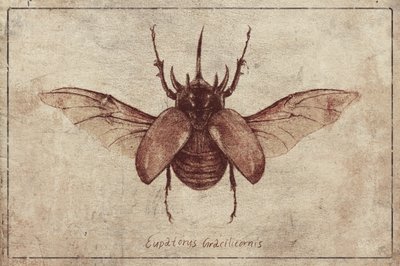 Eupatorus Gracilicornis Kopie von Mike Koubou