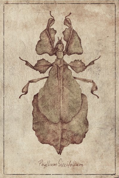 Phyllium Siccifolium Kopie von Mike Koubou