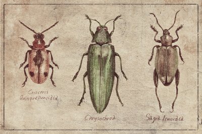 Vintage Insekten Taxonomie Trio von Mike Koubou