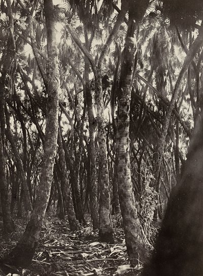 Ein Hain von Dum-Palmen, 09/05/1936 von Modestino Baldinetti