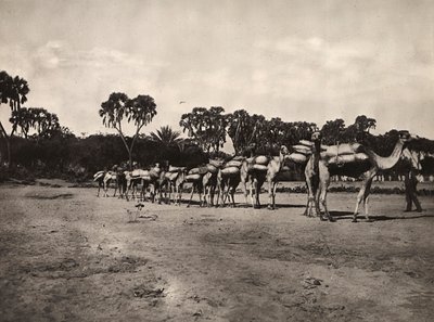 „Ein Imperium aufbauen“ im faschistischen Zeitalter: Karawane von Kamelen, 09.05.1936 von Modestino Baldinetti