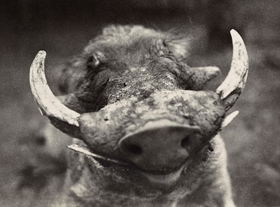 Kopf eines Wildschweins, 09/05/1936 von Modestino Baldinetti