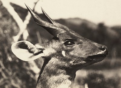 „Ein Imperium aufbauen“ im faschistischen Zeitalter: Kopf einer Antilope, 09/05/1936 von Modestino Baldinetti