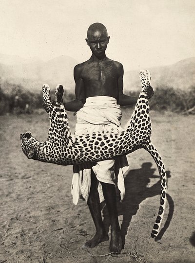 „Ein Imperium aufbauen“ im faschistischen Zeitalter: Einheimischer zeigt einen Leoparden, 09/05/1936 von Modestino Baldinetti