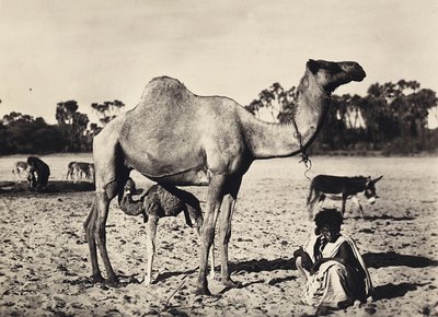 Nomaden, 09/05/1936 von Modestino Baldinetti