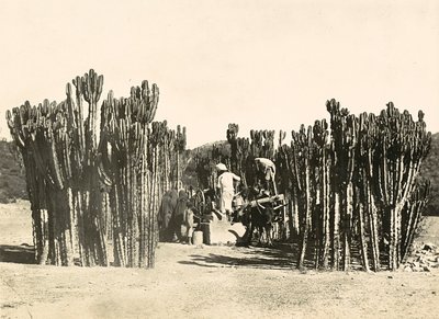 Brunnen in Nacfa, 09/05/1936 von Modestino Baldinetti