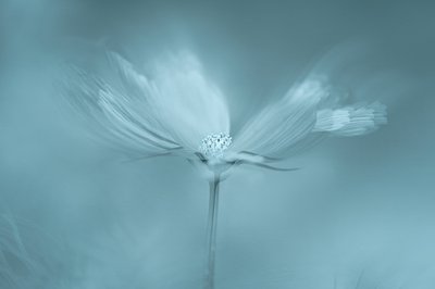 Träumerische blaue Blume von Molly Fu APA