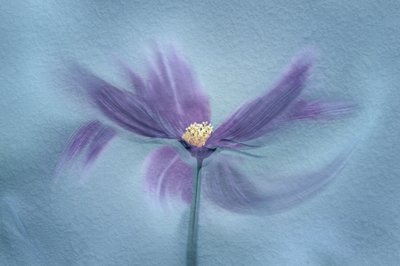 Ätherische violette Blüte von Molly Fu APA