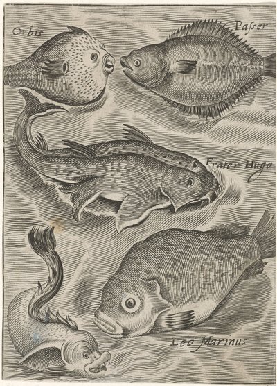 Studienblatt mit verschiedenen Fischen von Monogrammist P+P