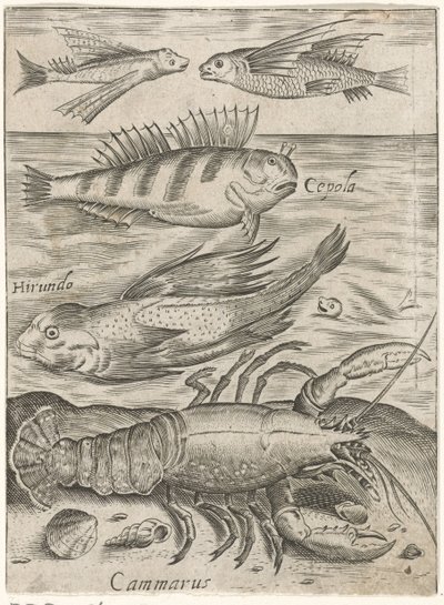 Studienblatt mit vier Fischen und einem Krebs von Monogrammist P+P