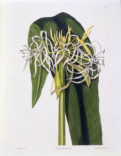 Crinum Declinatum, Tafel 43 aus 