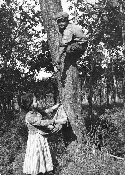 Ein kleiner Junge auf einem Obstbaum pflückt Früchte für ein kleines Mädchen, Molise von Nicola Biondi
