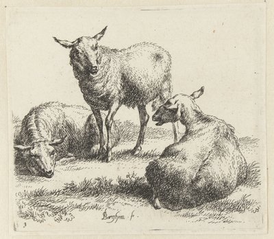 Drei Schafe. Animalia ad vivum delineata et aqua forti aeri impressa Studio et Arte Nicolai Berchemi von Nicolaes Pietersz Berchem