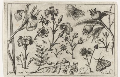 Blumen und Schmetterlinge von Nicolaes de Bruyn (possibly)
