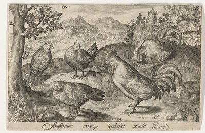Drei Hühner und zwei Hähne. Vögel und Insekten (Serientitel) von Nicolaes de Bruyn